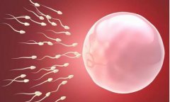 精子卵子着床有何反应？会出现明显的妊娠反应吗？