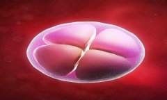 囊胚移植为什么会生化？囊胚后煲什么汤喝比较好？