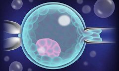 移植三天的鲜胚成功率？鲜胚成功率高还是囊胚成功率高？